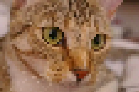 Cat photo sampled into eight-pixel square cells while retaining the original sampled colors.